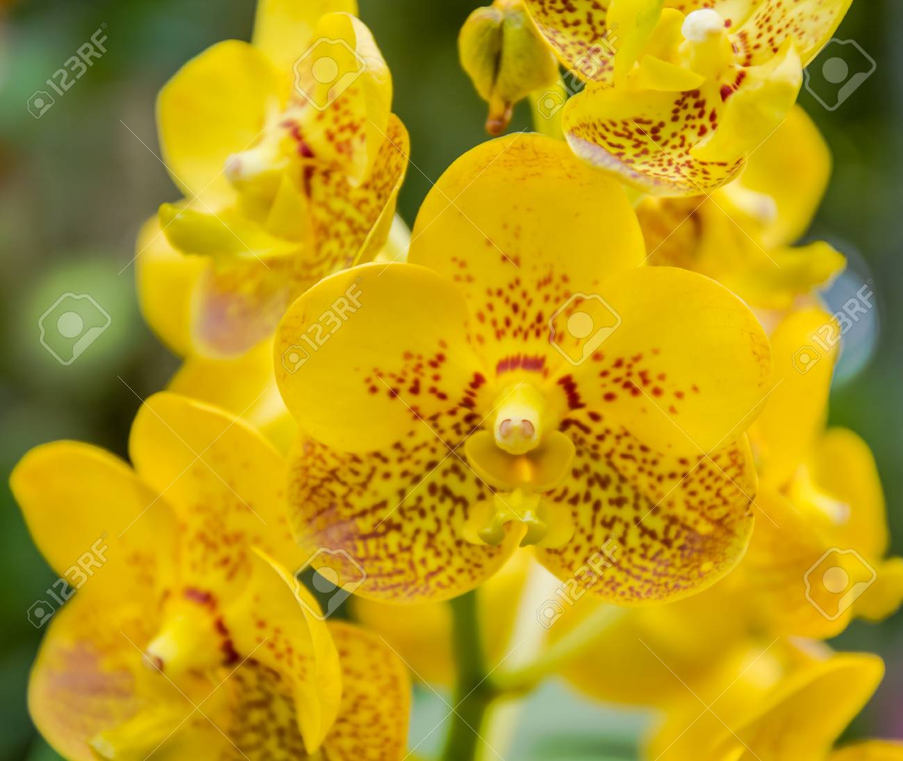 スポット花びらパフィオペディラム蘭の花と黄色の花完全開花 クローズ アップ ショットします の写真素材 画像素材 Image
