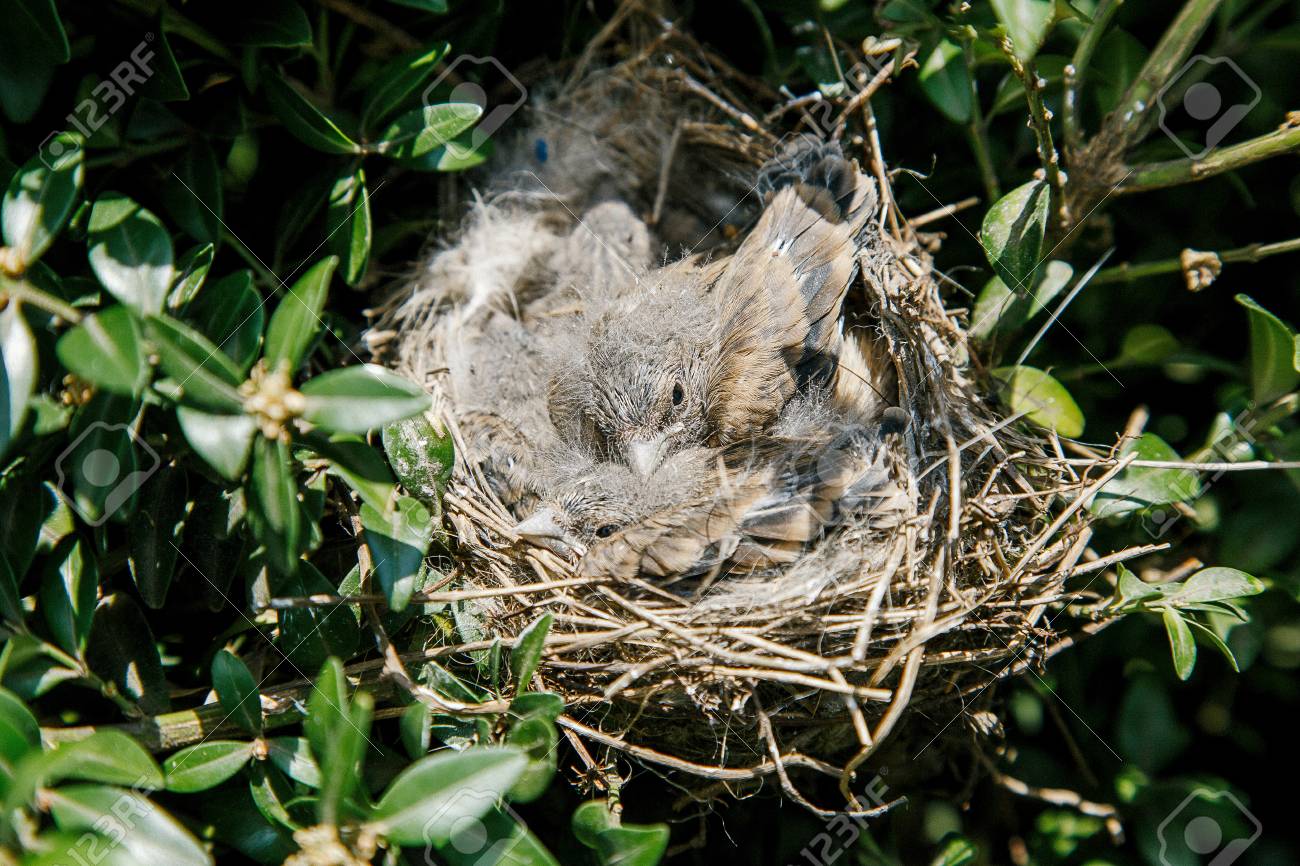 鳥の巣 50個の巣と、50種の鳥たち 写真集 写真集 鳥の巣 50個の巣と、50種の鳥たち | シャーロン