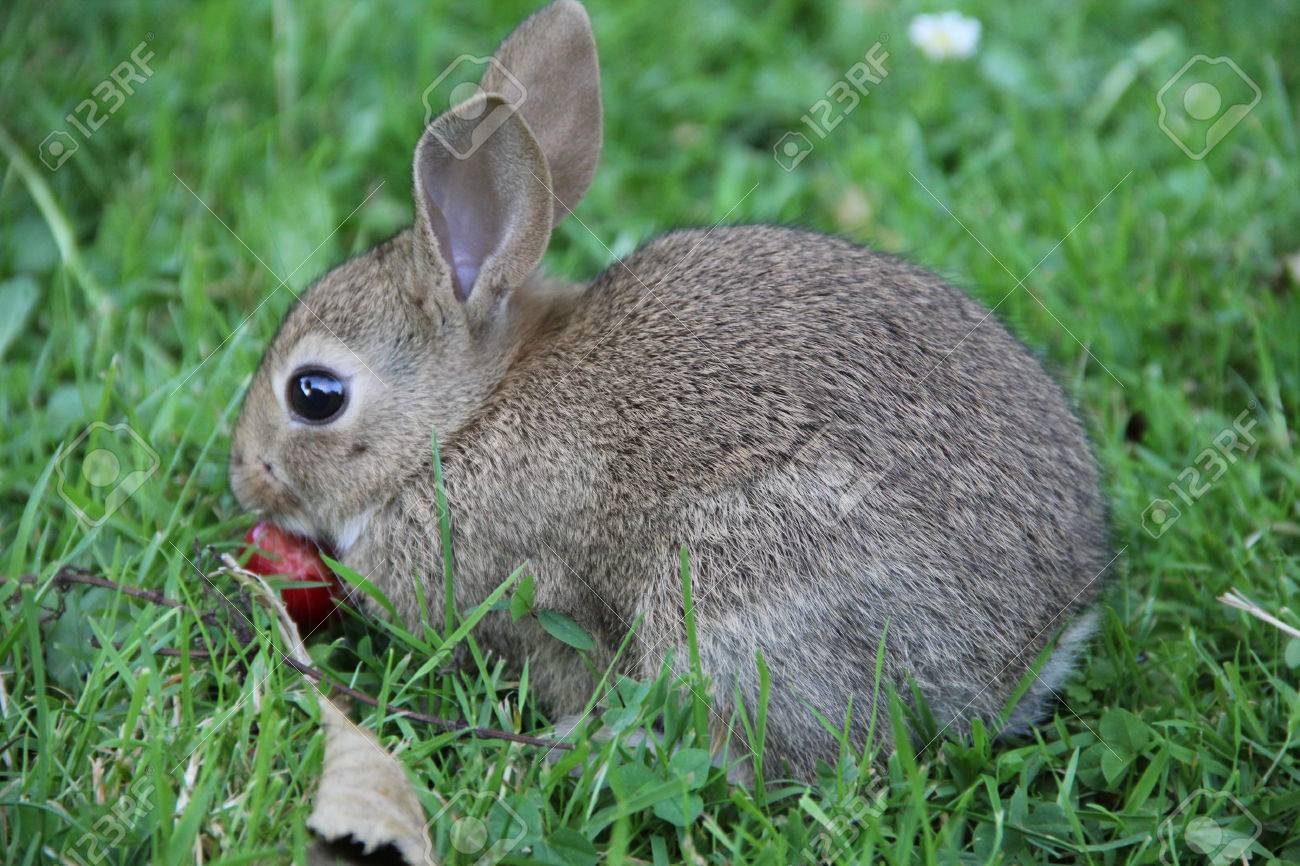 Gris Mignon Bebe Lapin Sauvage Dans L Herbe Manger La Cerise Banque D Images Et Photos Libres De Droits Image