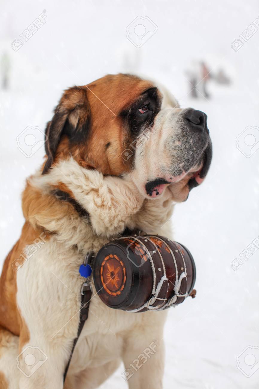 st bernard barrel