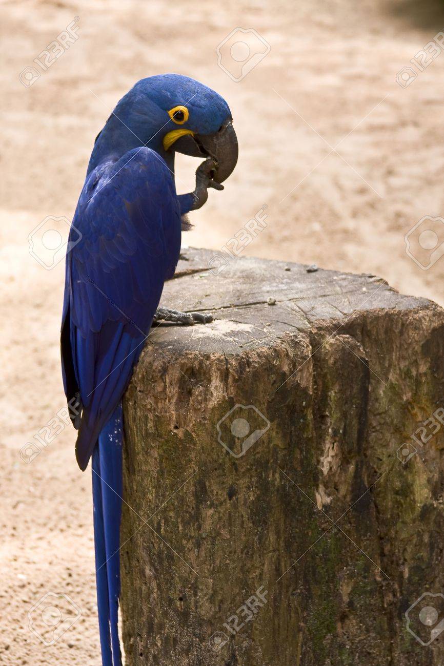 スミレコンゴウインコ 青のコンゴウインコ の写真素材 画像素材 Image スミレコンゴウインコ 青のコンゴウインコ の写真素材 画像素材 Image