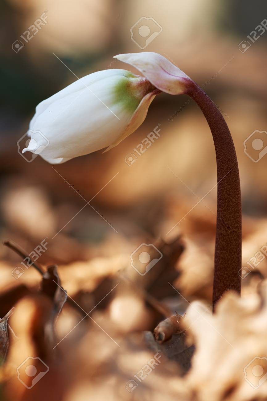 Christrose Oder Schwarz Nieswurz Blute Lizenzfreie Fotos Bilder Und Stock Fotografie Image 35791404