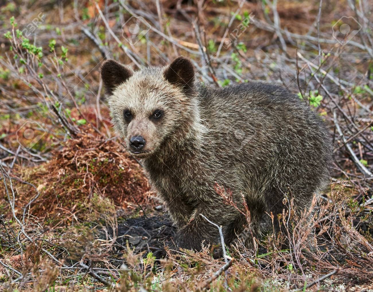 Petit Et Mignon Petit Animal De L Ours Brun Dans La Taiga Finlandaise Banque D Images Et Photos Libres De Droits Image
