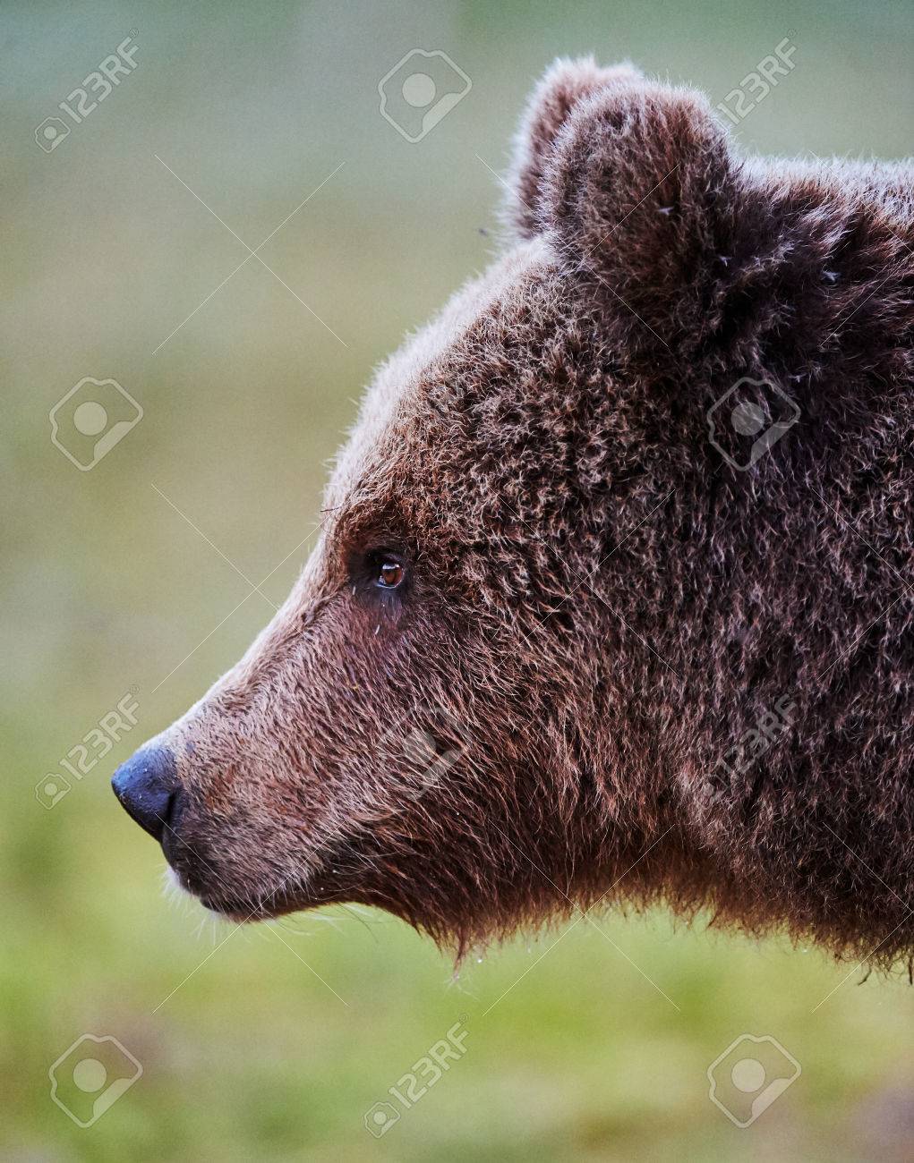 Portrait Of A Young Brown Bear Photographed In Profile Stock Photo, Picture  and Royalty Free Image. Image 54305720., image size:1021x1300
