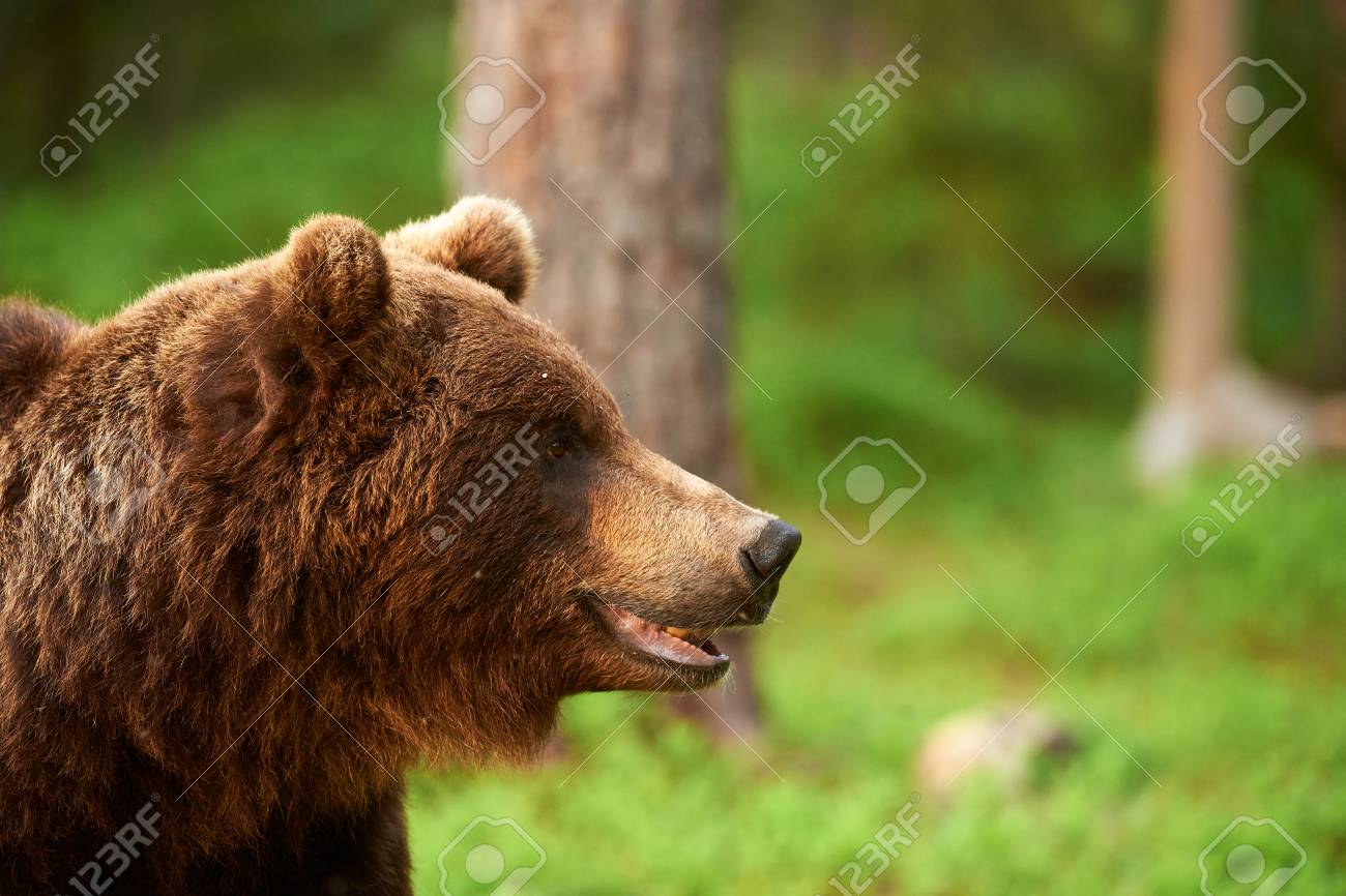 Portrait Of A Big Brown Bear Photographed In Profile Stock Photo, Picture  and Royalty Free Image. Image 54512389., image size:1300x866