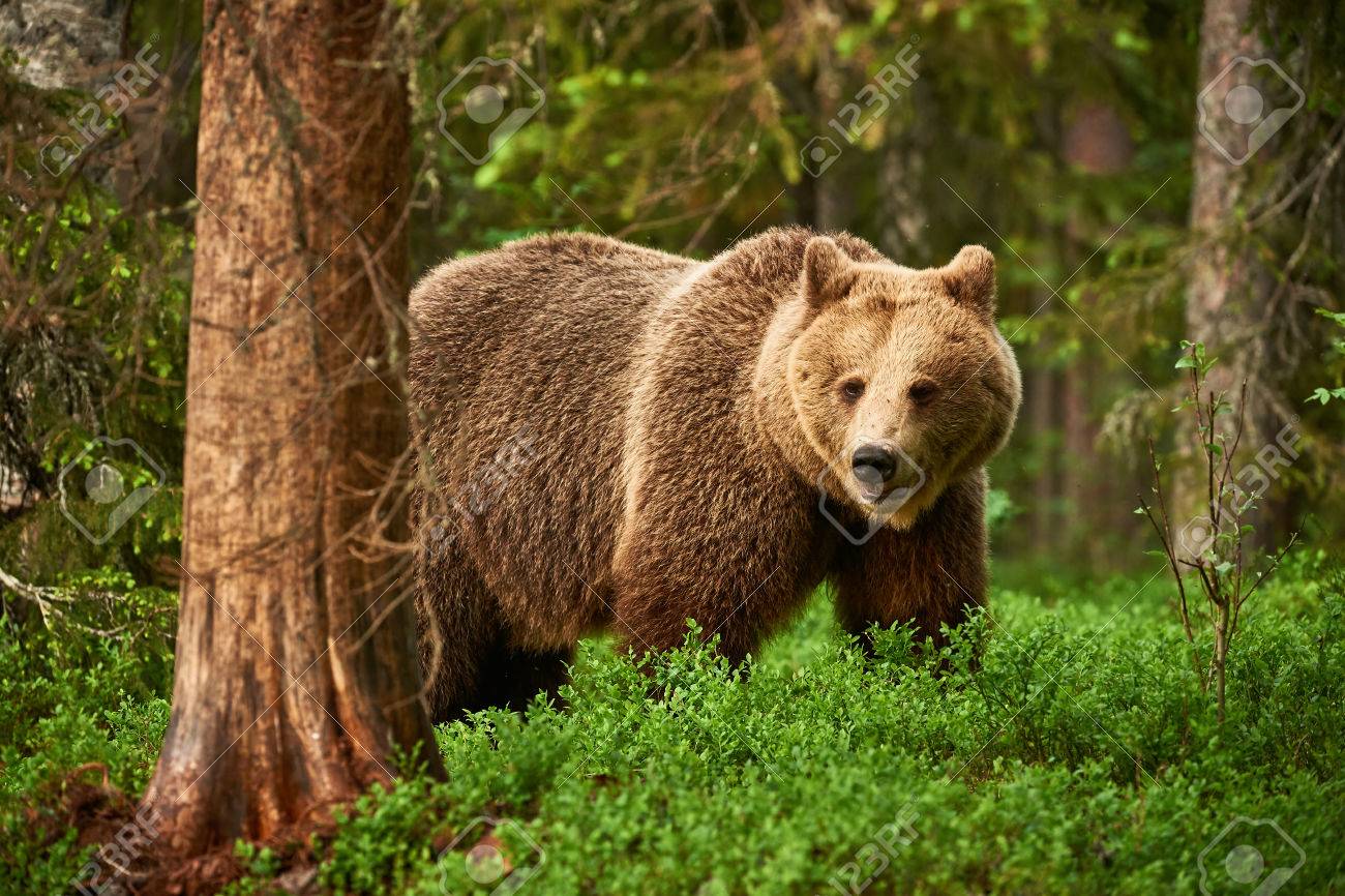 フィンランドの大河で無料で歩いてヒグマ の写真素材 画像素材 Image