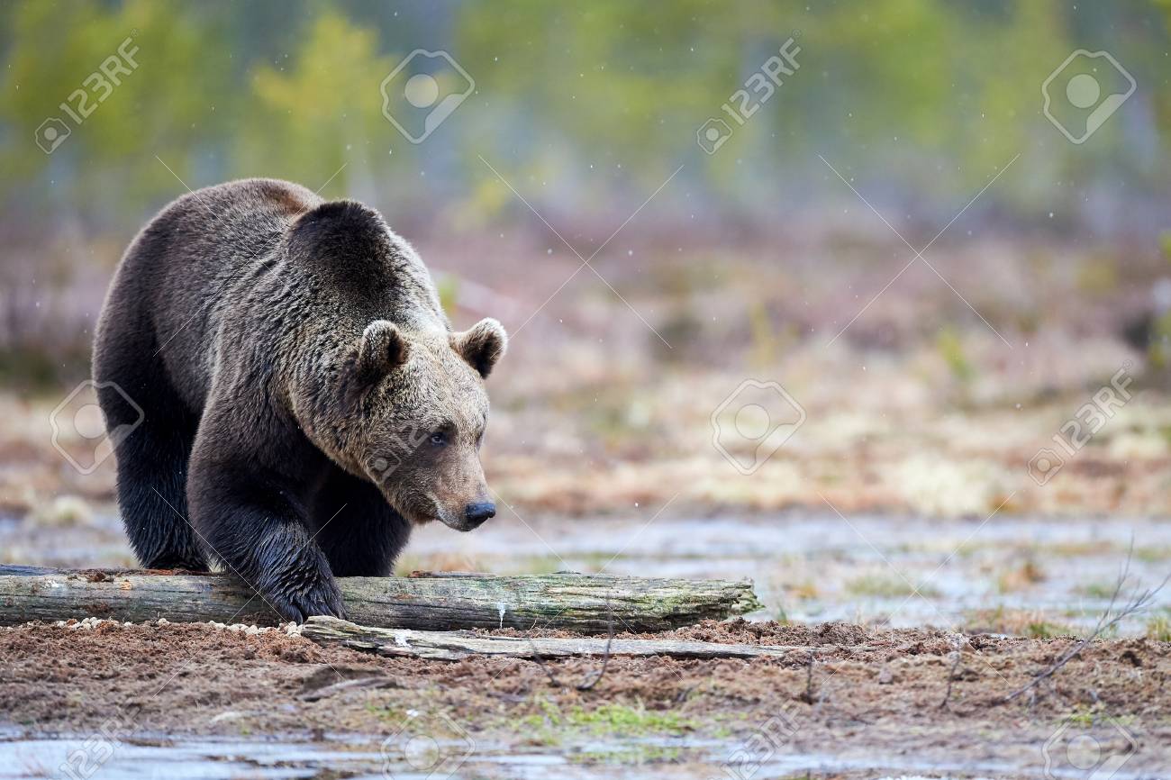 wild brown bear walking in the taiga and looking for food in stock