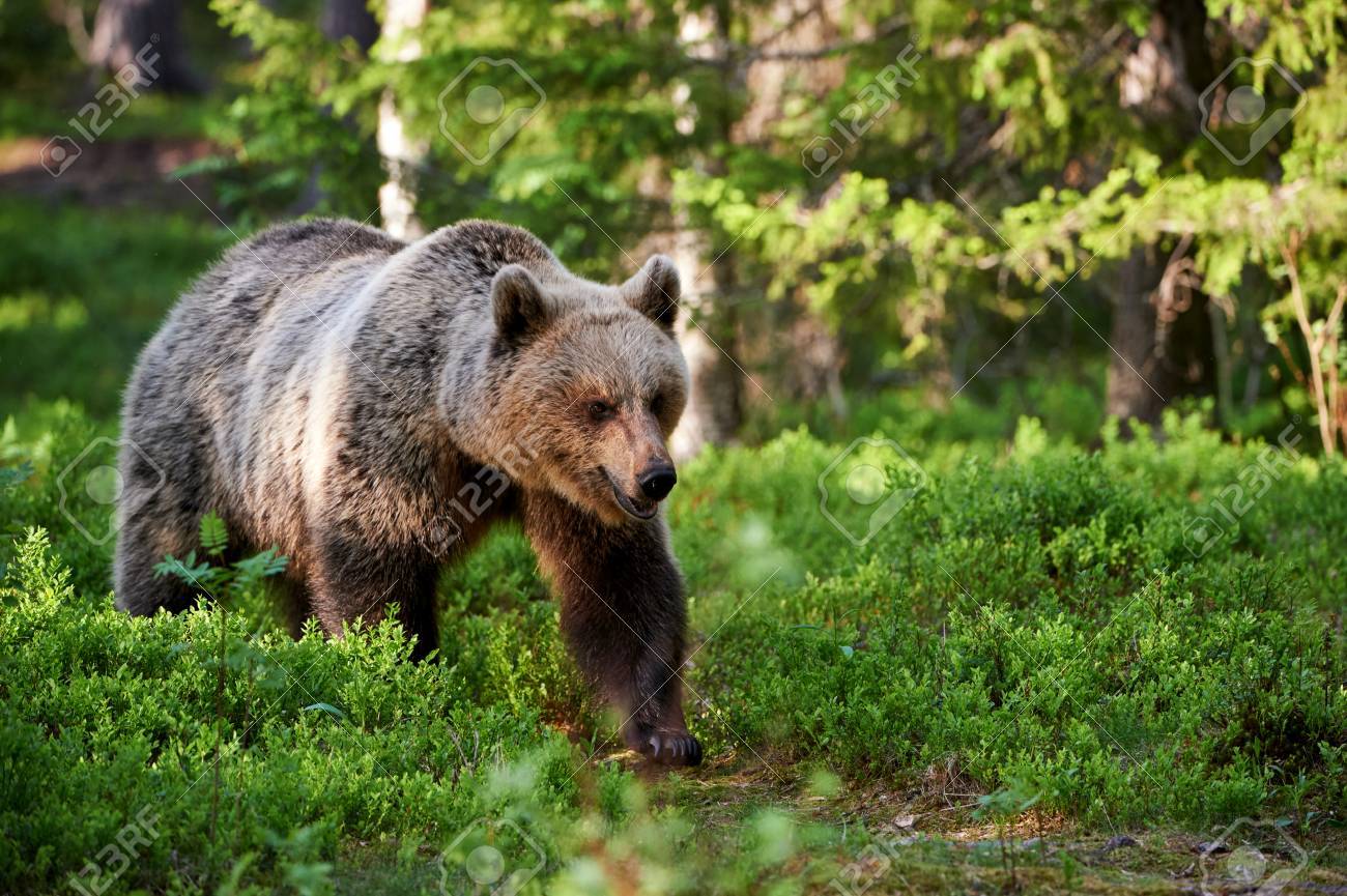 フィンランドの大河で無料で歩いてヒグマ の写真素材 画像素材 Image