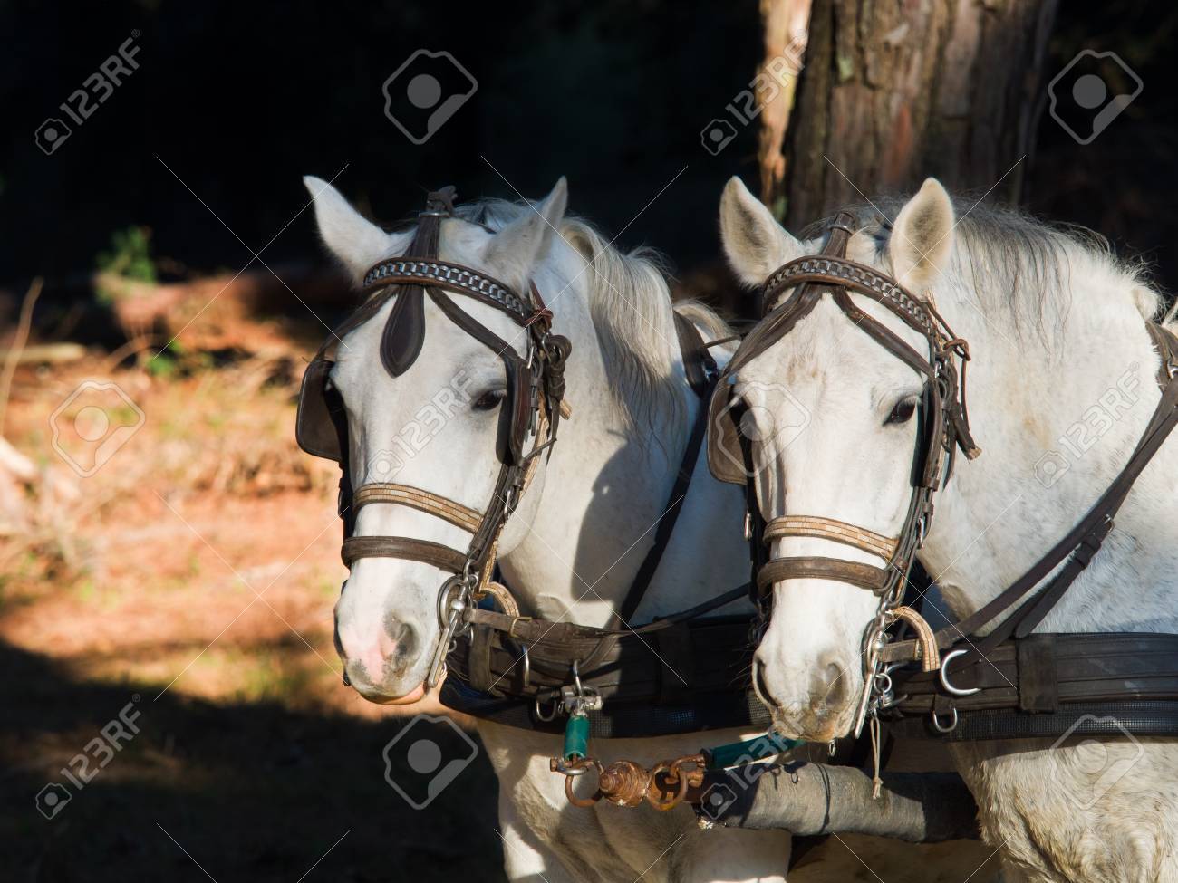 フロント 2 つの白の作業の肖像画目隠しハーネスの馬し ワゴンをけん引 の写真素材 画像素材 Image