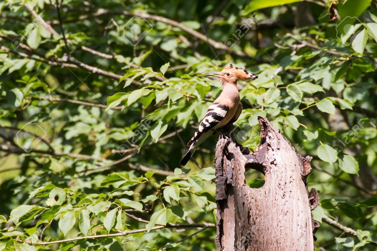 hoopoe wildbird