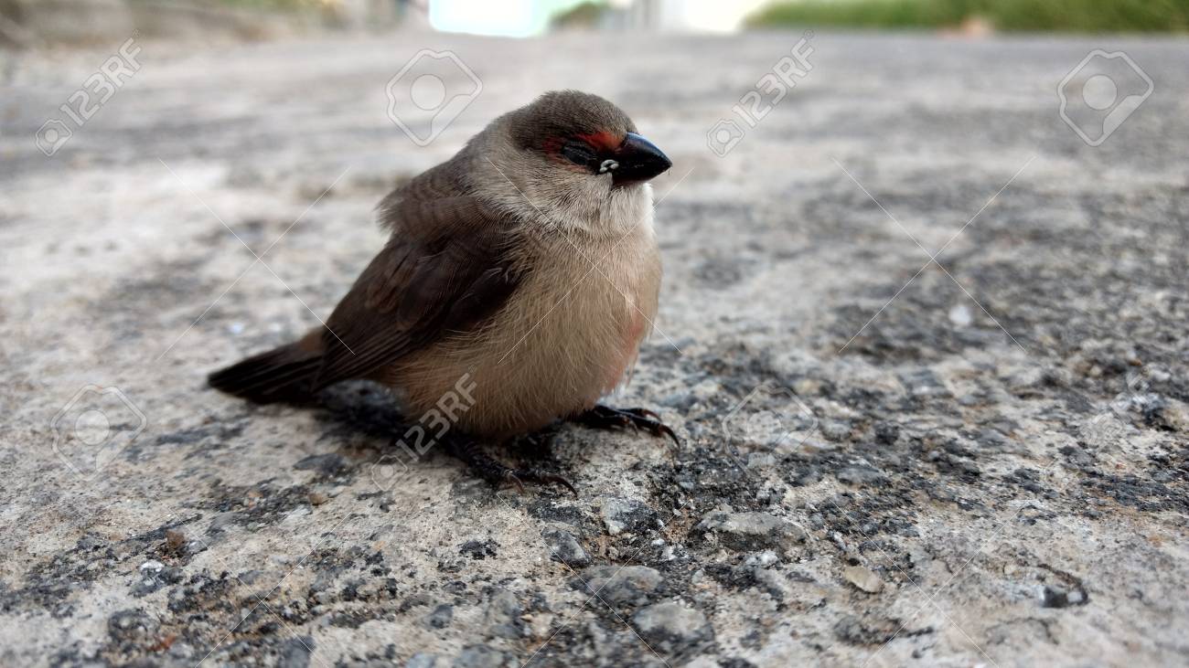 etiam-dictum-ipsum-a-felis