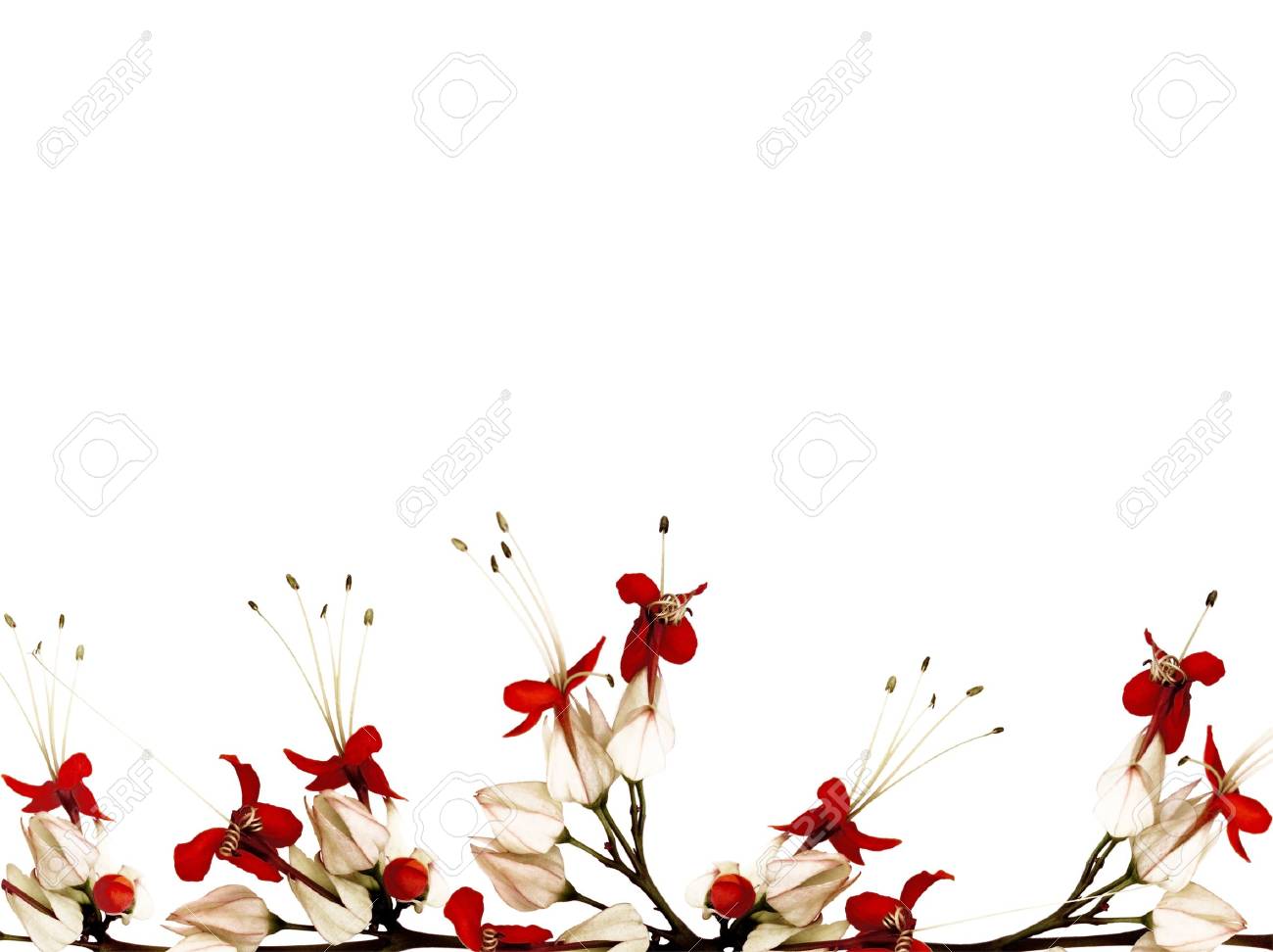 Red Black And White Butterfly Flower Border Stock Photo Picture