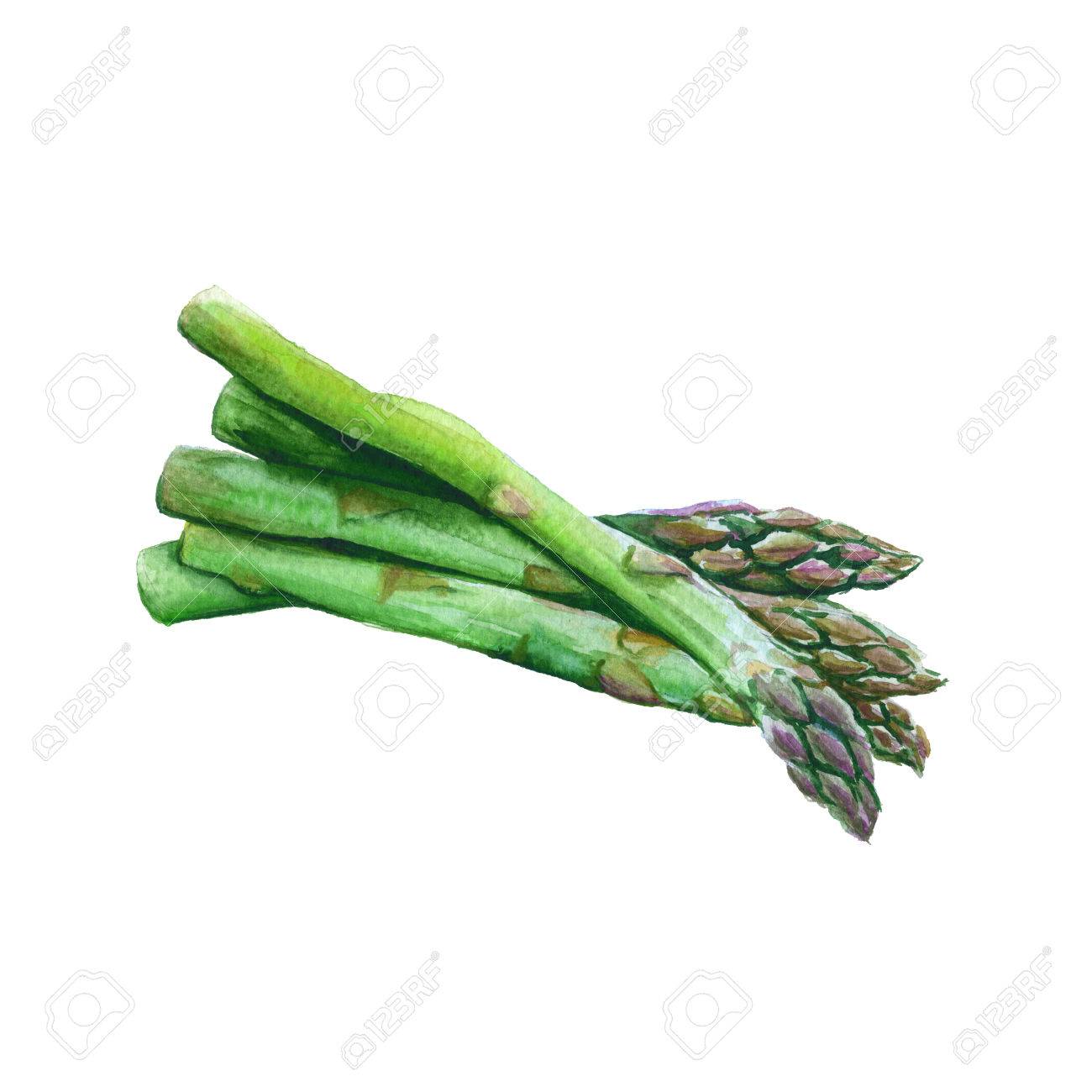アスパラガスのグループ 白い背景上に分離 水彩イラスト の写真素材 画像素材 Image アスパラガスのグループ 白い背景上に分離 水彩イラスト の写真素材 画像素材 Image