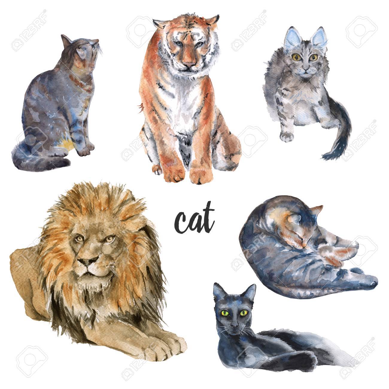 Cats Ensemble Tigre Lion Chats Isole Sur Fond Blanc Illustration Aquarelle Banque D Images Et Photos Libres De Droits Image