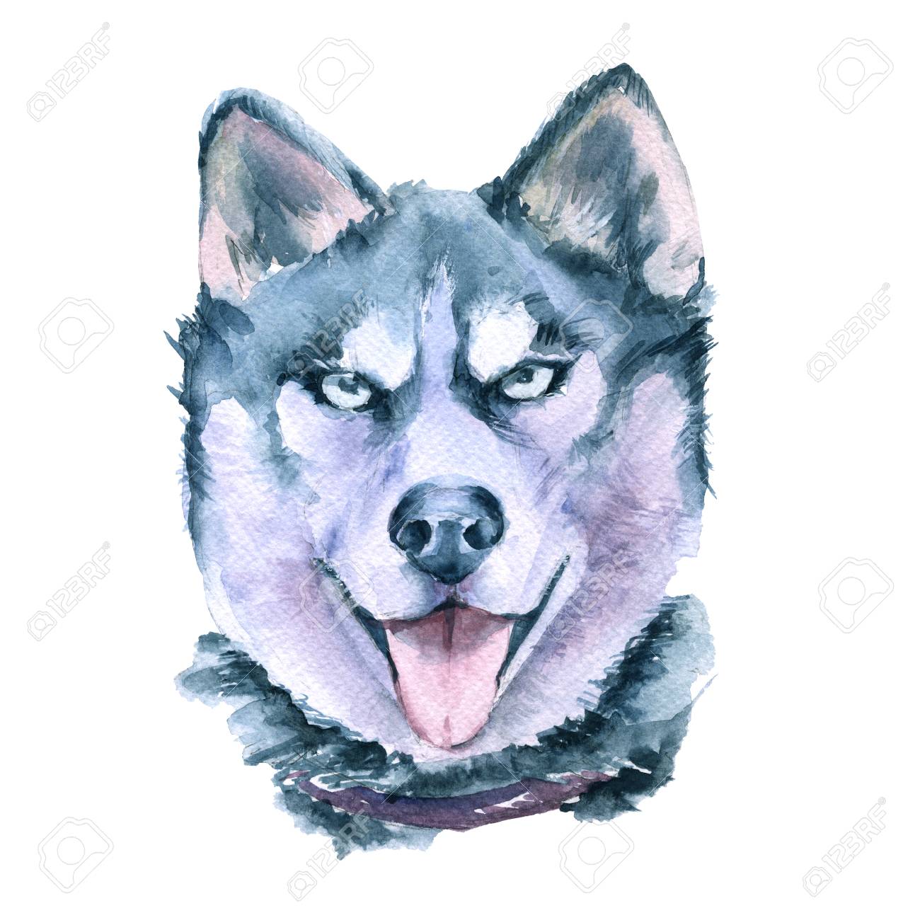 Drawing Husky Breeds. Isolated On White Background. Watercolor Illustration  Stock Photo, Picture and Royalty Free Image. Image 83678791., image size:1300x1300