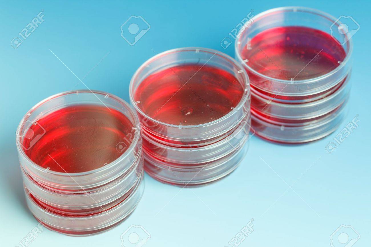 Resultado de imagem para imagem para placas de culturas