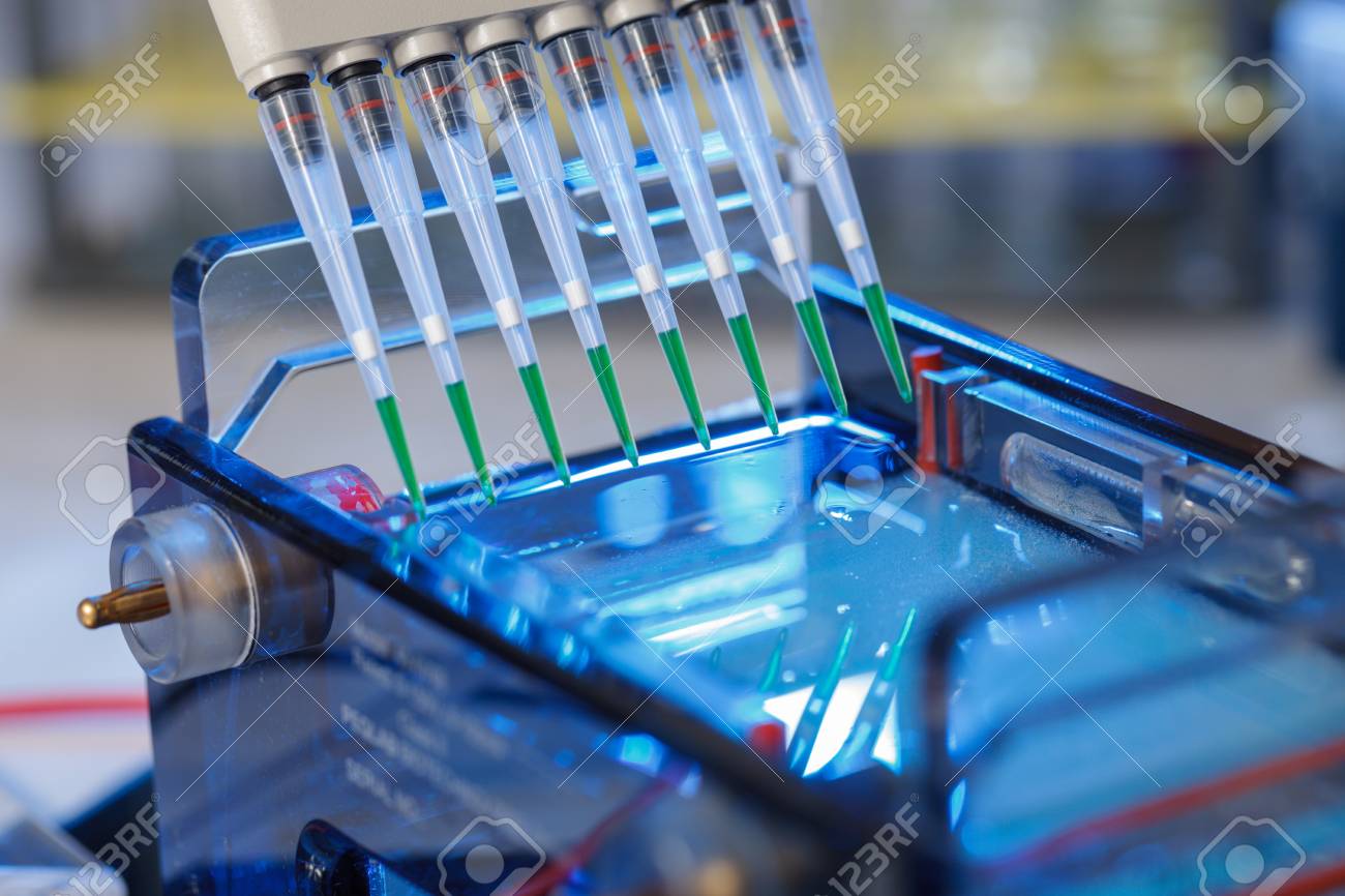 loading amplified DNA samples to agarose gel with multichannel pipette - 92318619 loading amplified DNA samples to agarose gel with multichannel pipette - 92318619