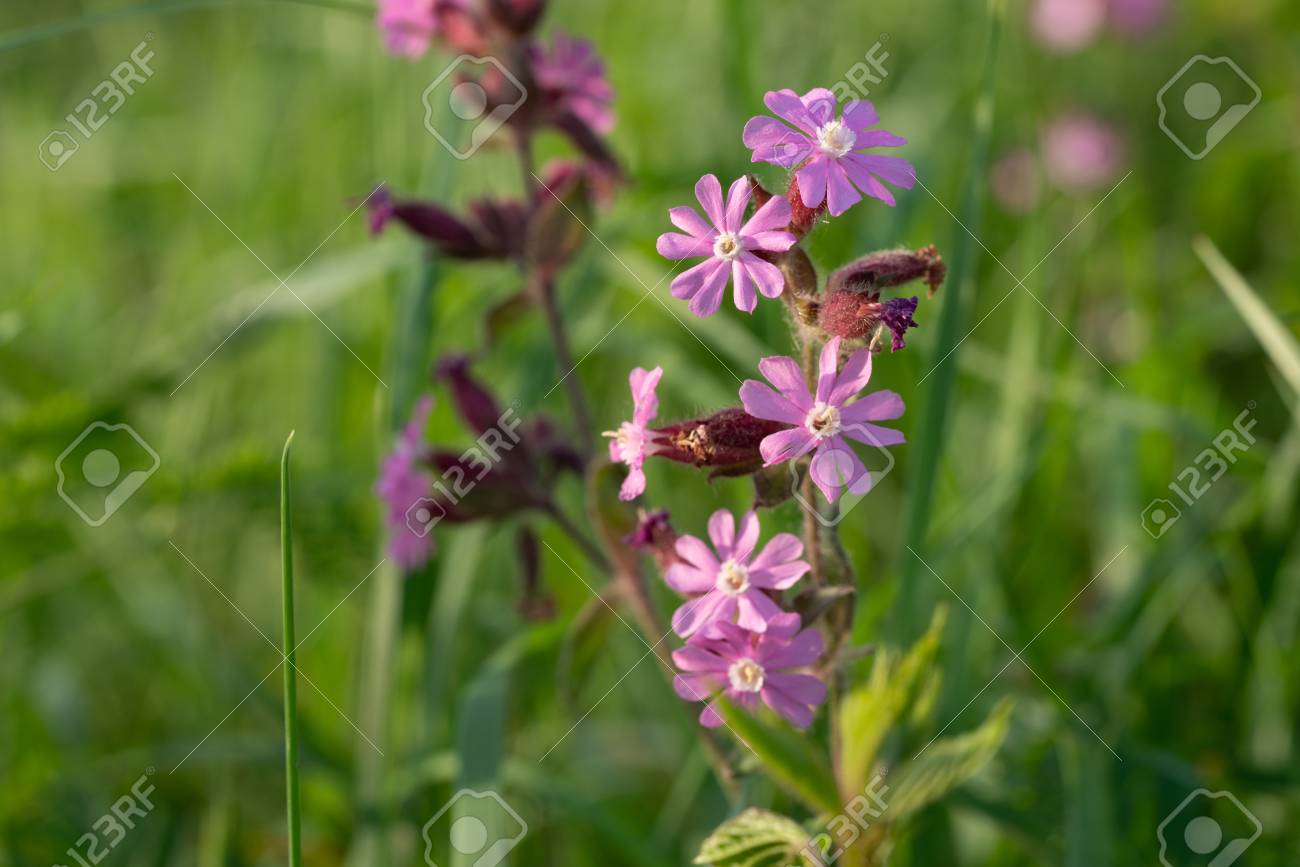 Red Campion Or Silene Dioica On Meadow Stock Photo Picture And Royalty Free Image Image 120572381