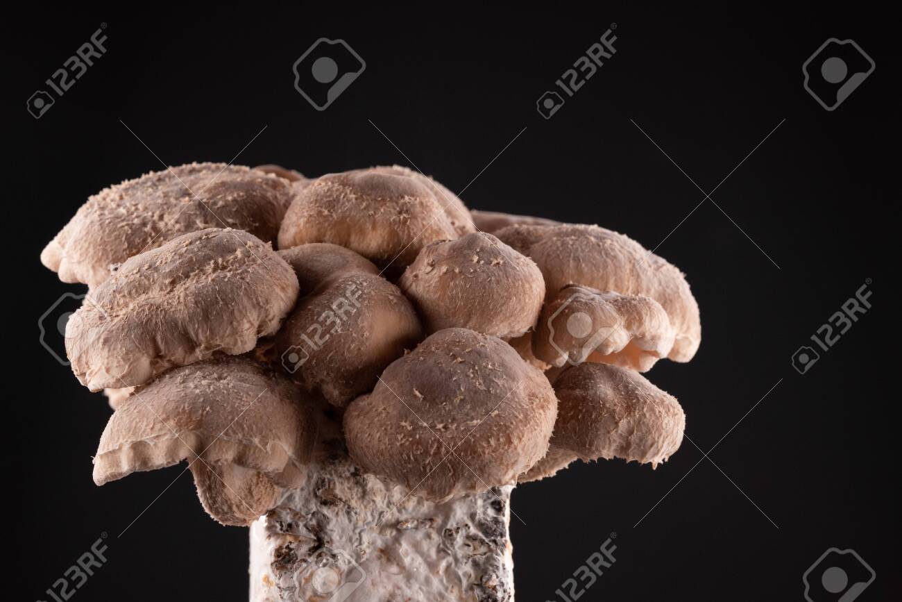 Shiitake Mushrooms On Mycelium Block It Is Considered A Medicinal Stock Photo Picture And Royalty Free Image Image 142342018