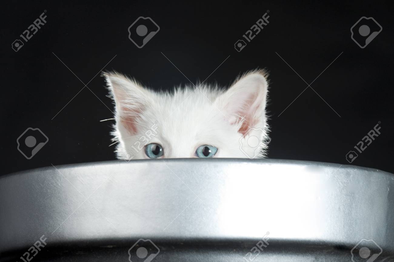 etiam-dictum-ipsum-a-felis