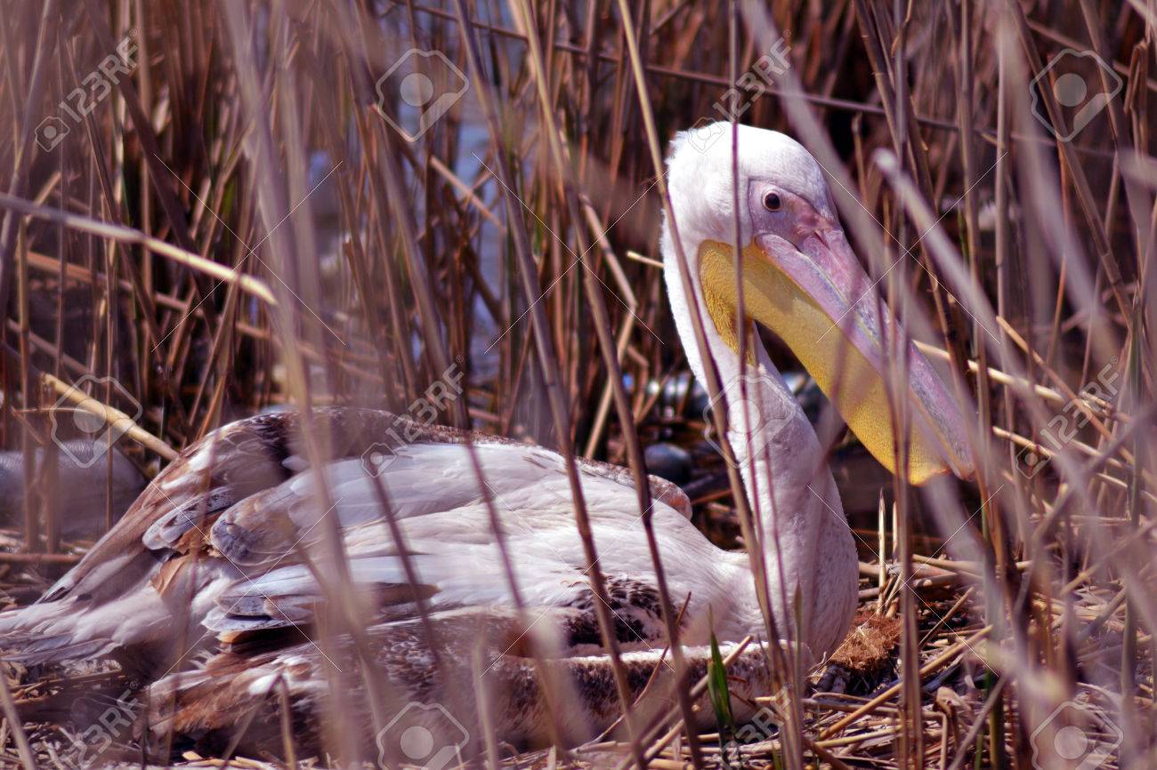 Pelicano Que Empolla Huevos Fotos Retratos Imagenes Y Fotografia De Archivo Libres De Derecho Image