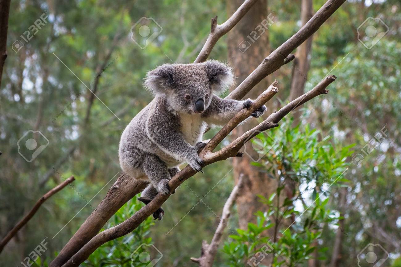 Un Koala Salvaje Que Sube Un árbol. Fotos, Retratos, Imágenes Y Fotografía De Archivo Libres De Derecho. Image 37154869. Un Koala Salvaje Que Sube Un árbol. Fotos, Retratos, Imágenes Y Fotografía De Archivo Libres De Derecho. Image 37154869.