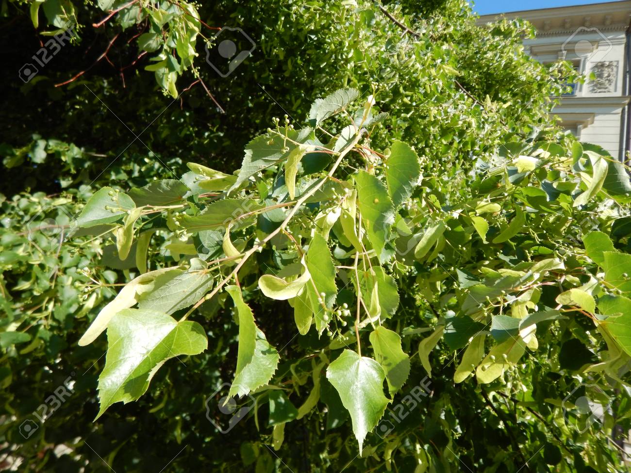 ブロッサムの菩提樹の木の緑を葉します の写真素材 画像素材 Image ブロッサムの菩提樹の木の緑を葉します の写真素材 画像素材 Image