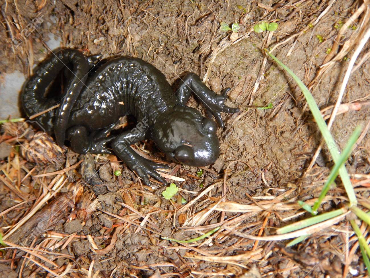 A Close Detail Of A Small Black Salamander Stock Photo, Picture and Royalty  Free Image. Image 80202688., image size:1300x975