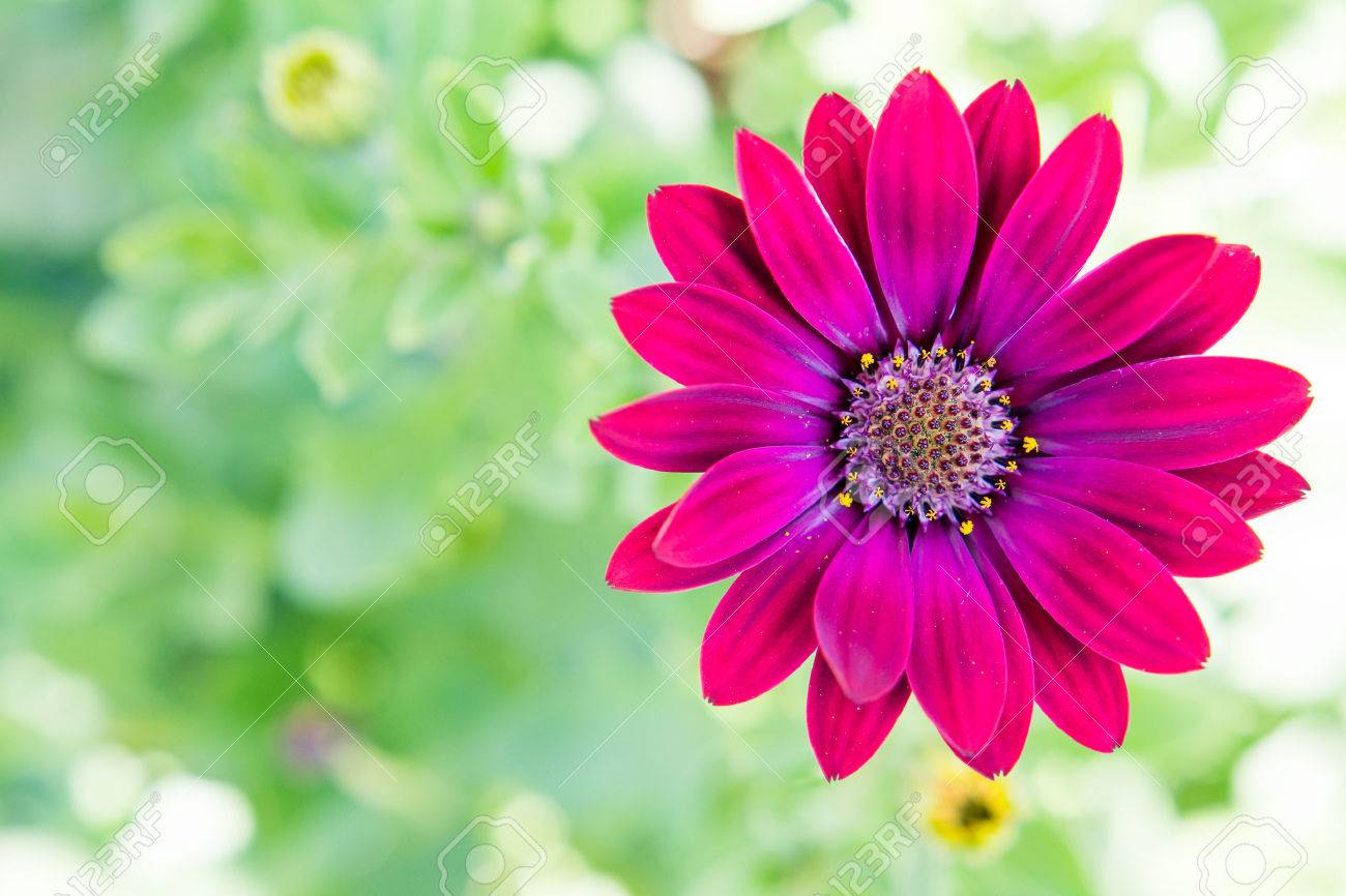 Purple daisy with green background. Space for text - 45838258 Purple daisy with green background. Space for text - 45838258