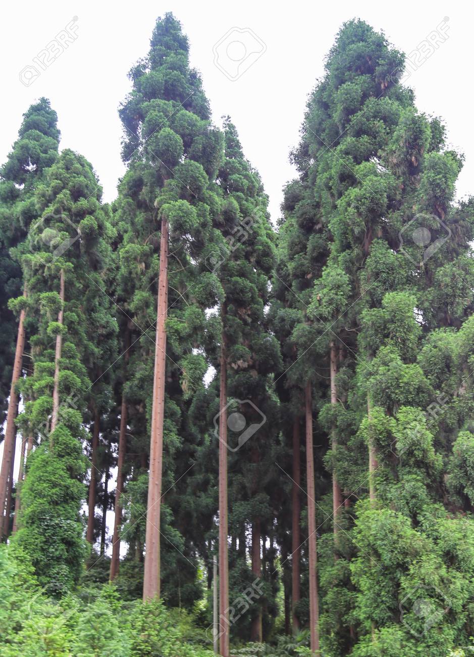 Qiliping 峨嵋山 四川 中国で背の高い木 の写真素材 画像素材 Image