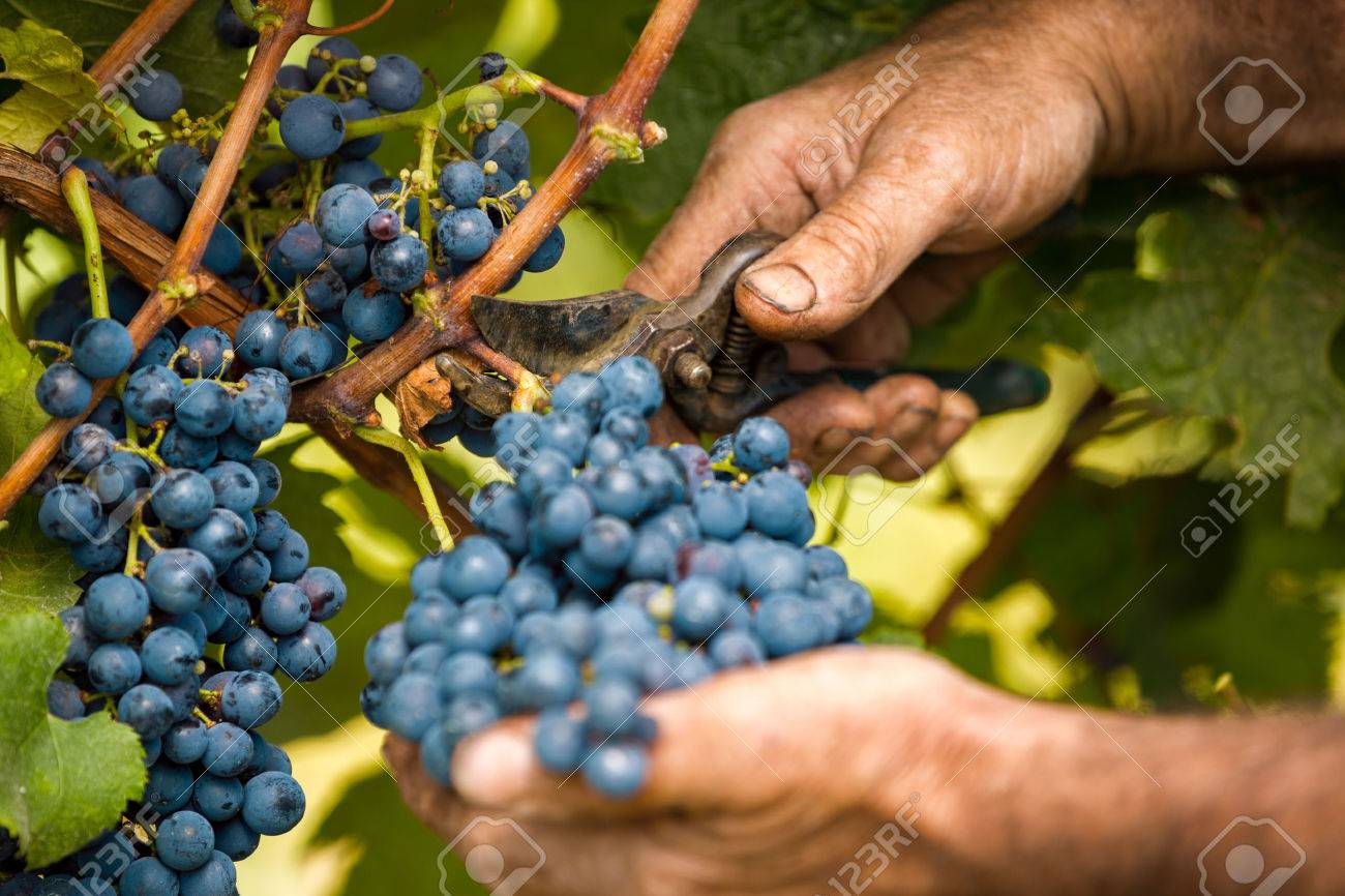 https://previews.123rf.com/images/luckybusiness/luckybusiness1508/luckybusiness150800095/43804410-grape-harvest-close-up-hands.jpg
