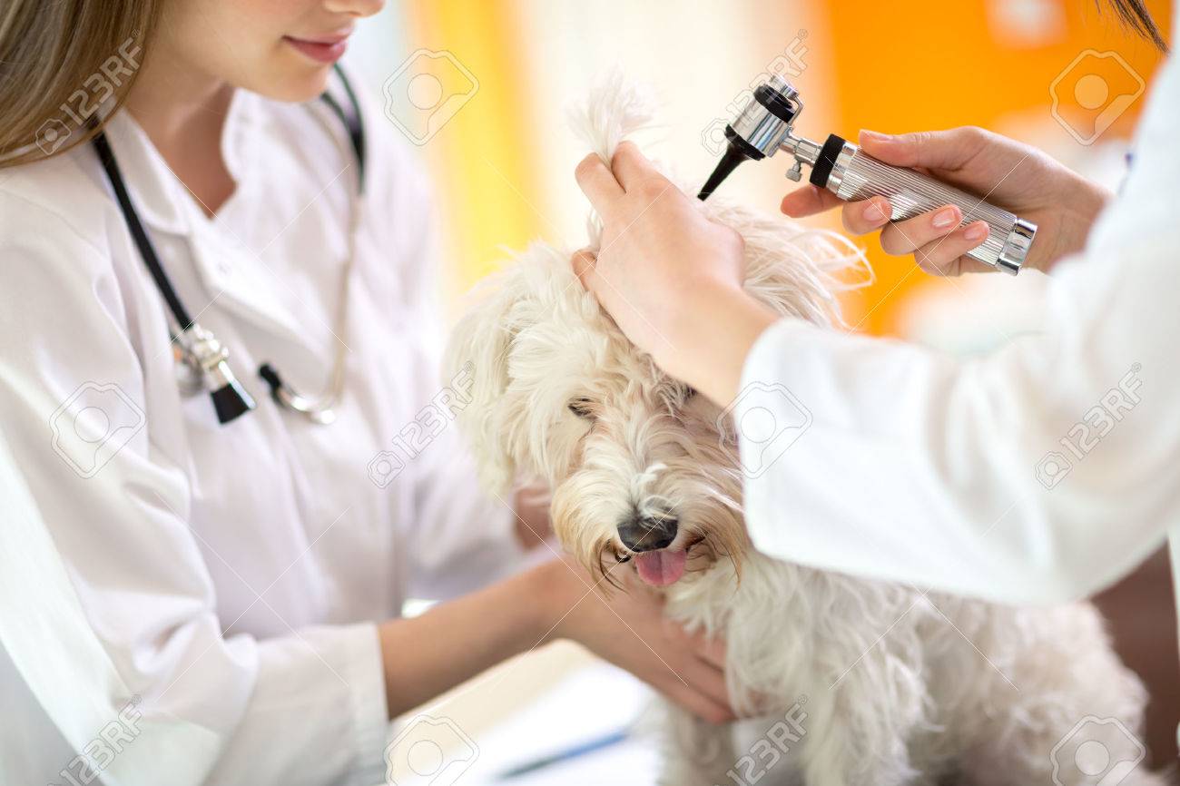 Hearing checkup of Maltese dog by veterinarians in vet infirmary - 46627856 Hearing checkup of Maltese dog by veterinarians in vet infirmary - 46627856