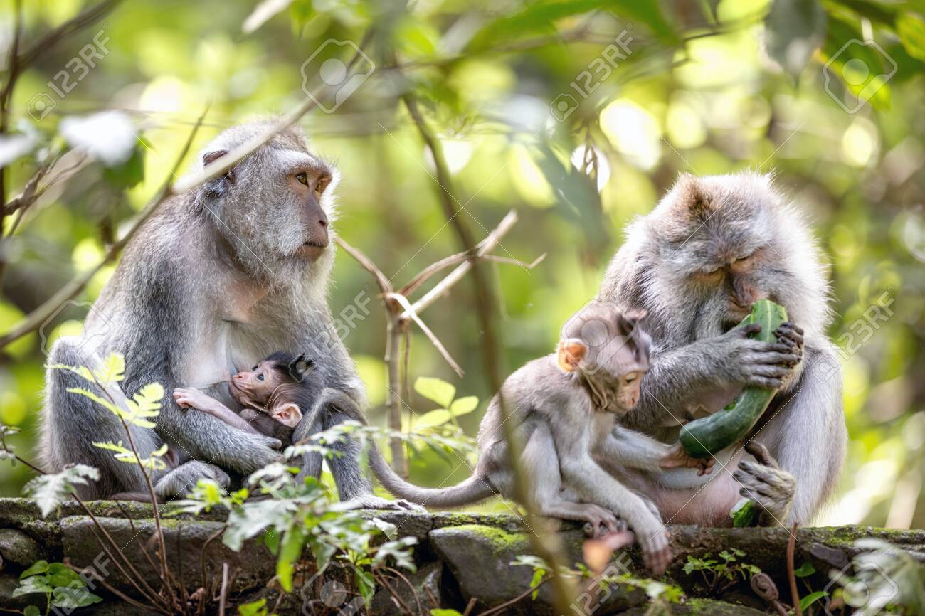 Monkey family in Sacred monkey forest, Bali, Indonesia. - 126738025 Monkey family in Sacred monkey forest, Bali, Indonesia. - 126738025