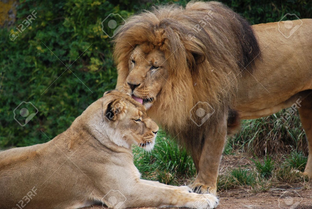 lion grooming a lioness stock photo picture and royalty free image