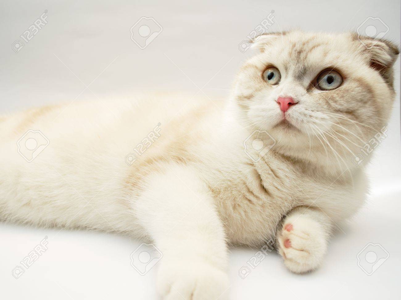 ブリティッシュショートヘアの猫 生後 7 ヶ月の正面図 の写真素材 画像素材 Image ブリティッシュショートヘアの猫 生後 7 ヶ月の正面図 の写真素材 画像素材 Image