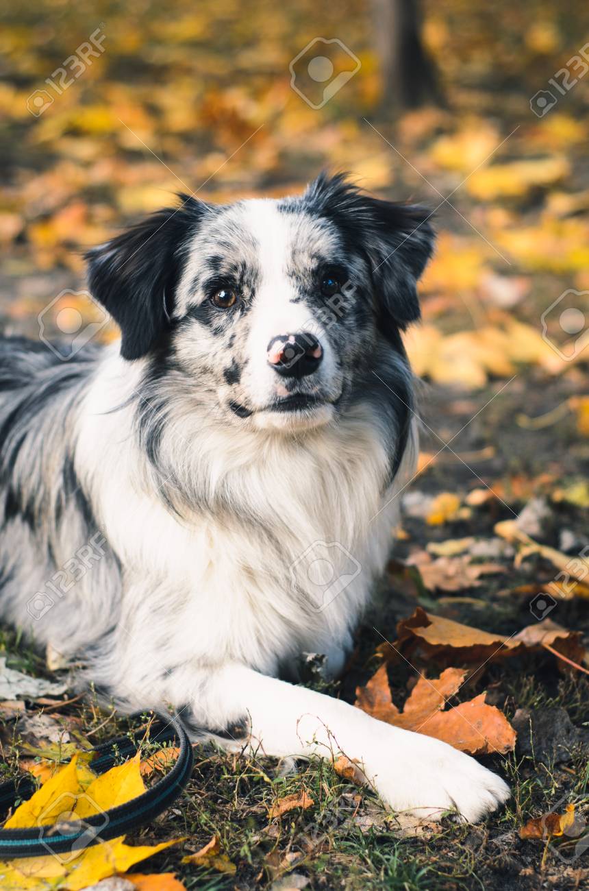piebald australian shepherd