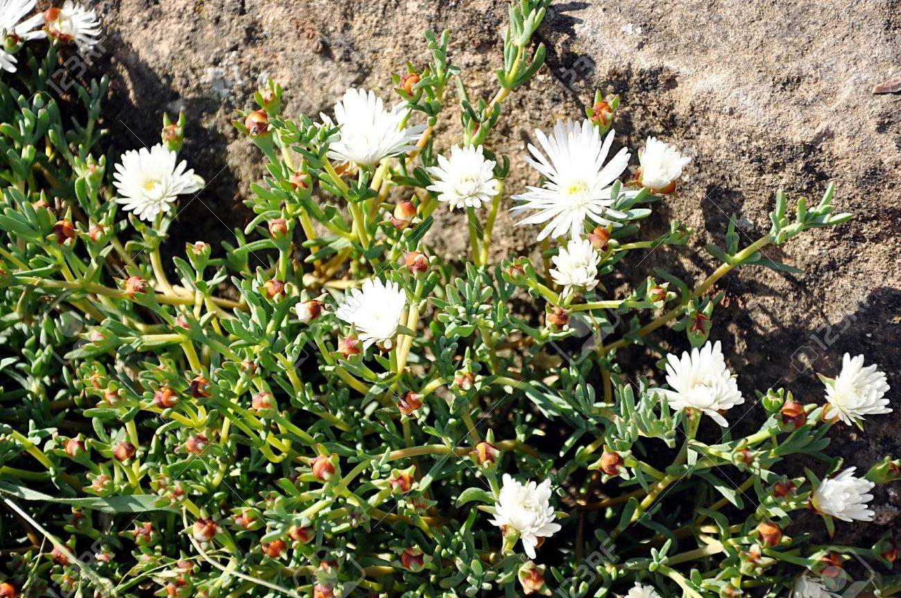 咲く多肉植物 夕暮れ時の石に対して白い花 の写真素材 画像素材 Image