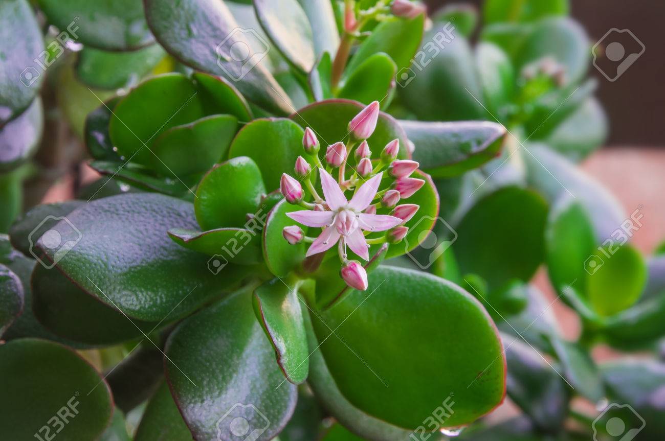 星のようなピンクの花とのクラッスラ属 Ovata カネノナルキ 友情の木 幸運の植物 または金のなる木としてよく知られている Unblown の芽の 美しいクラスターです 雨の滴に植物の葉 の写真素材 画像素材 Image 5817