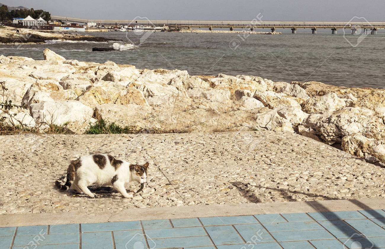 Un Chat Capture Et Mange Un Lezard Banque D Images Et Photos Libres De Droits Image