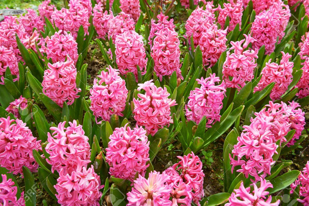 Pink Hyacinth Flower Bed Stock Photo, Picture And Royalty Free Image. Image  39420587.