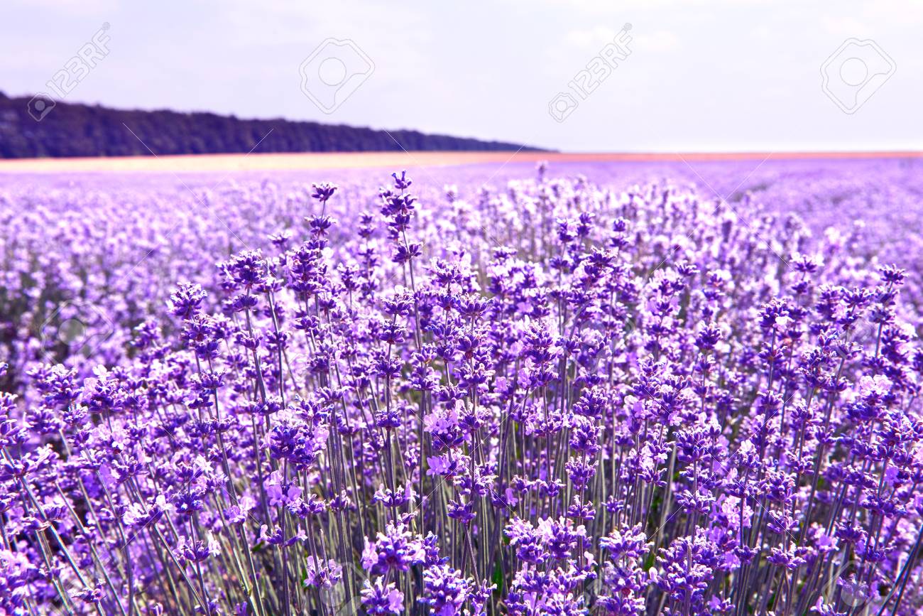 ラベンダー花ライラック バイオレット自然夏フィールドの背景 の写真素材 画像素材 Image