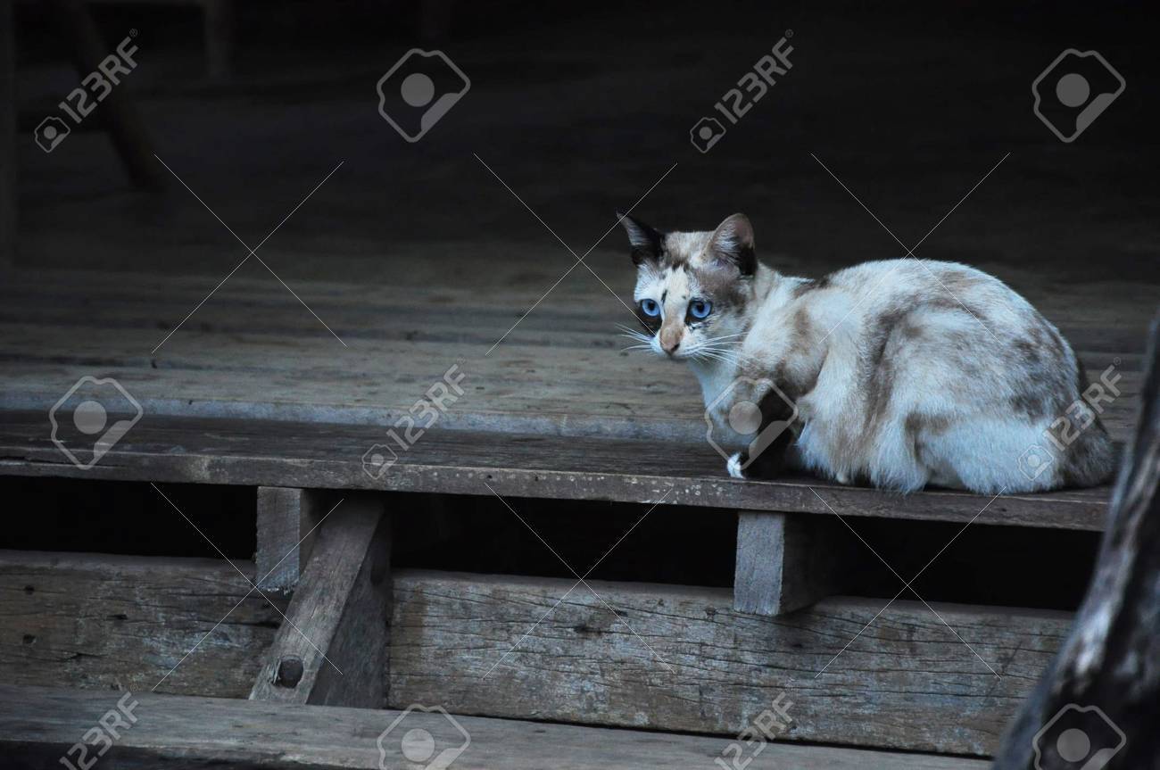 etiam-dictum-ipsum-a-felis