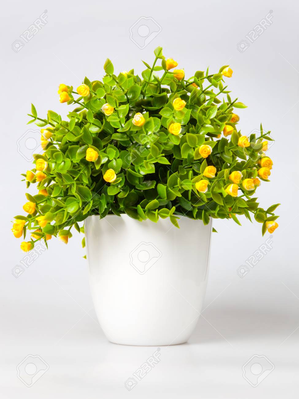 白い背景に分離された黄色い花を持つ観葉植物 の写真素材 画像素材 Image