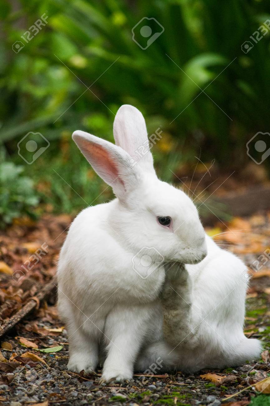 a cute white rabbit