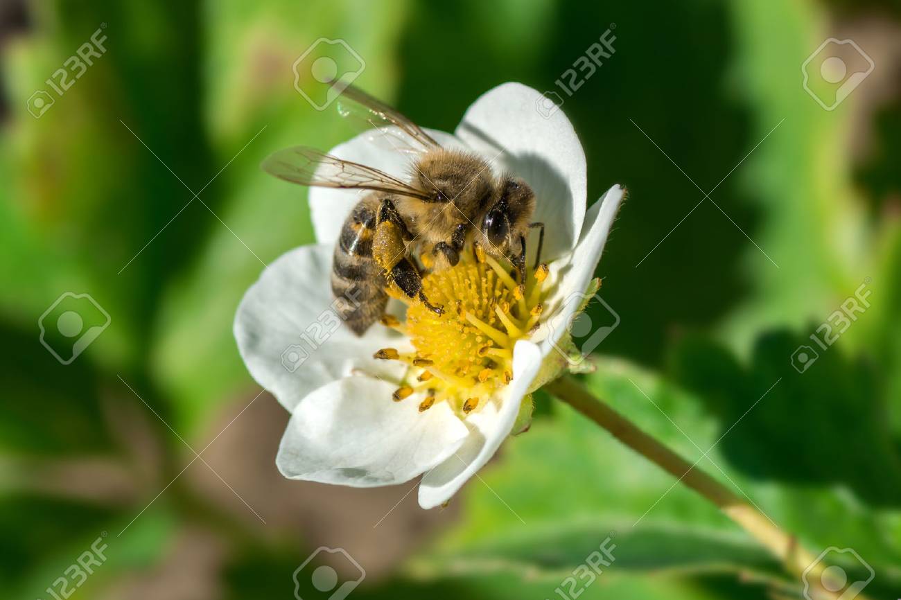 ミツバチは イチゴの花を Pollinates します 白い花に虫 の写真素材 画像素材 Image