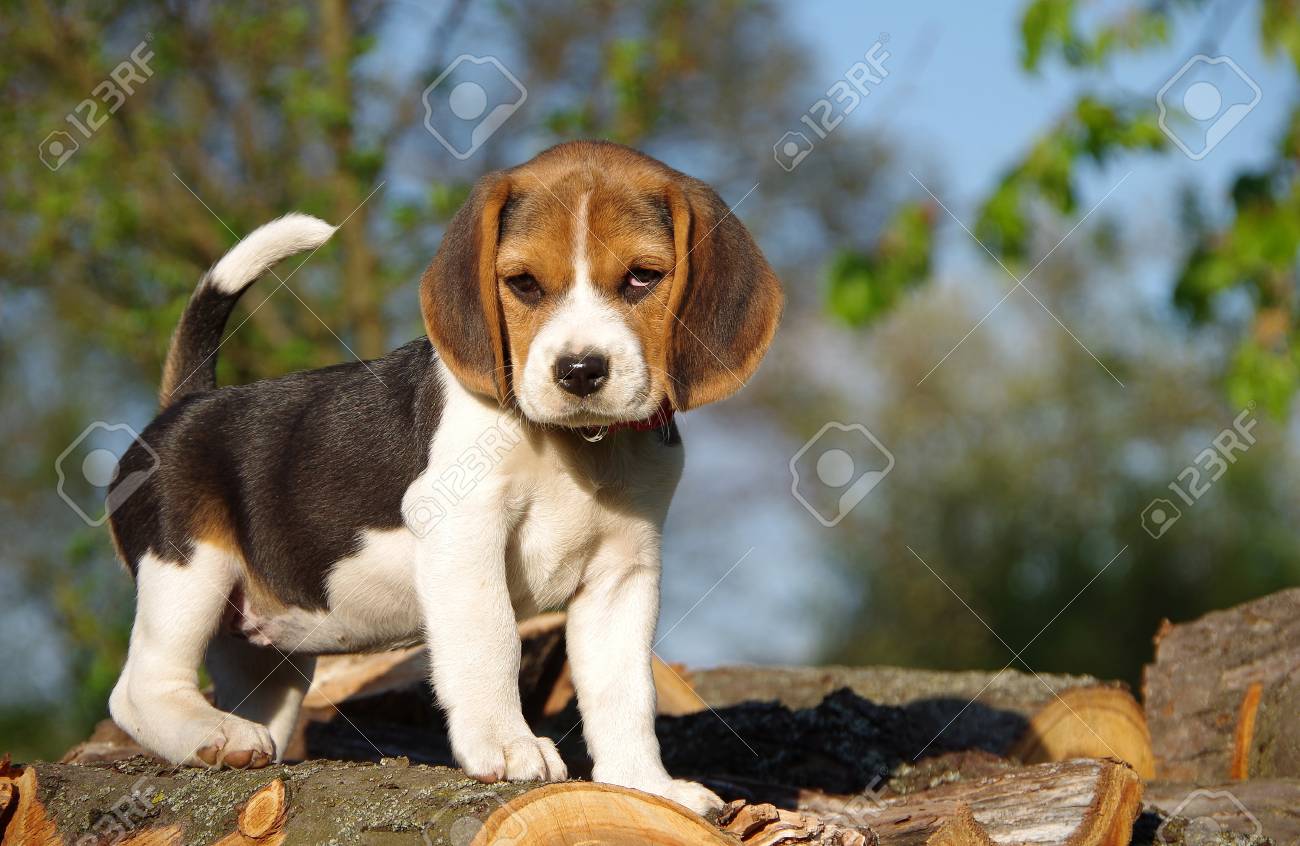 beagle puppy