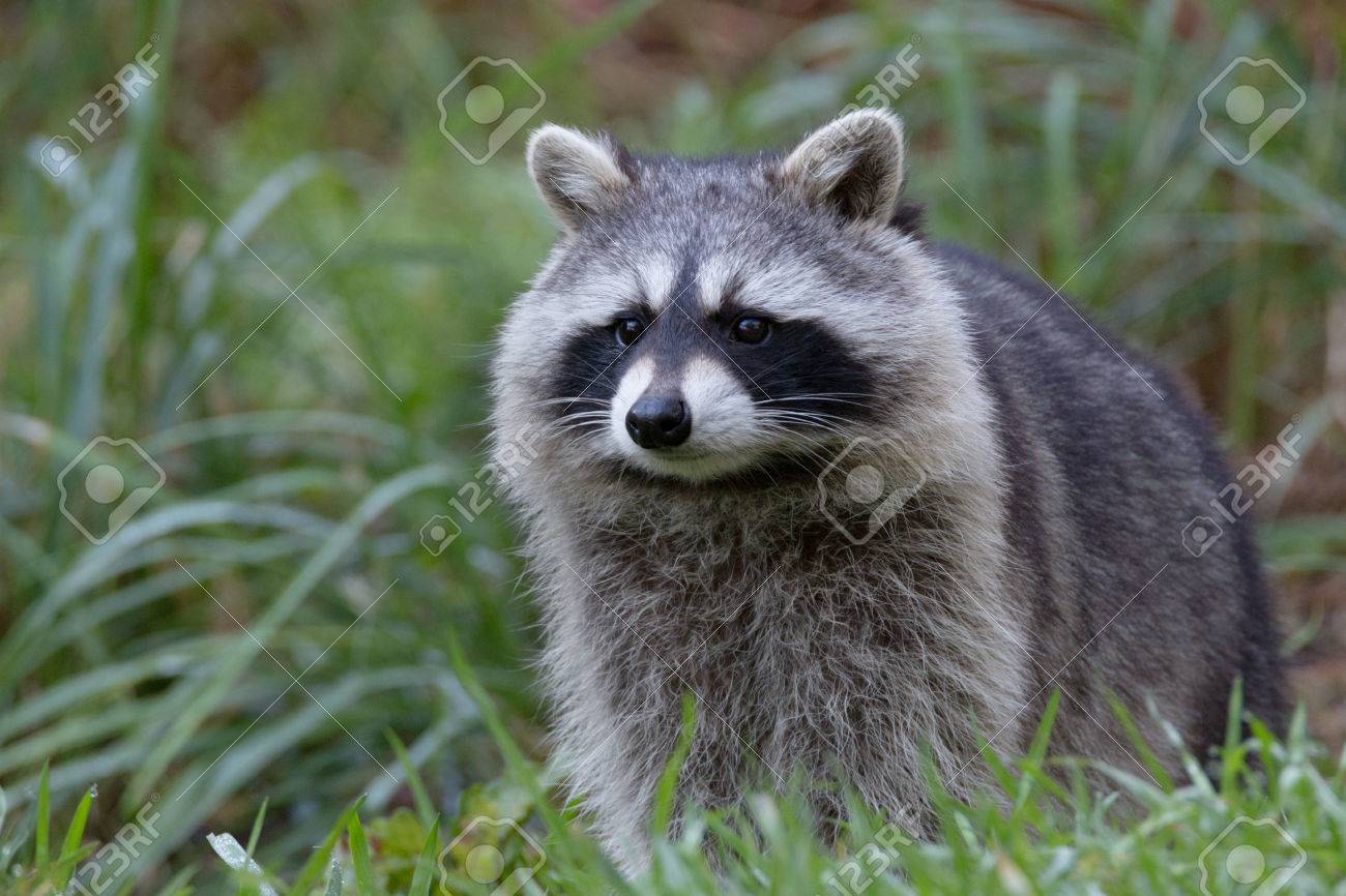 racoon stock photo picture and royalty free image image 69241278