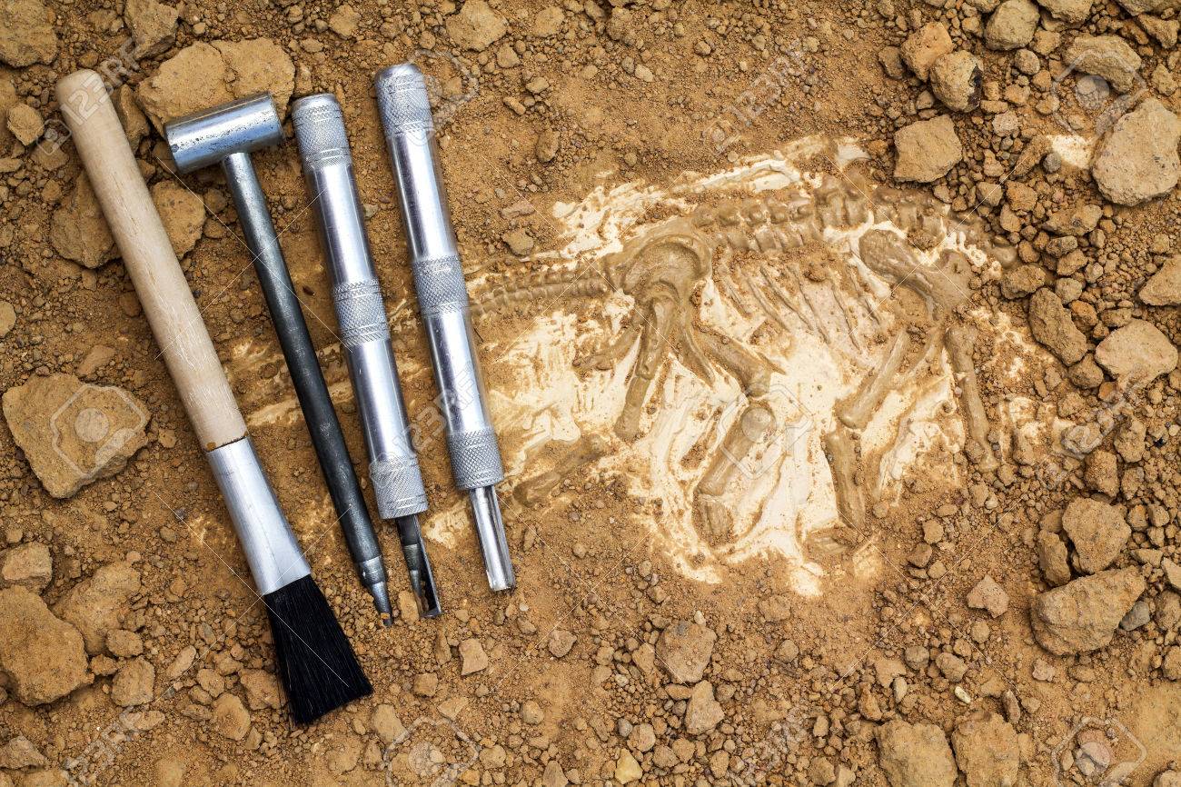 skeleton and archaeological tools