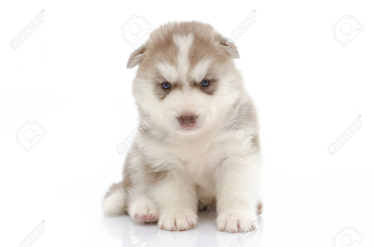 Cute Puppy Siberian Husky On White Stock Photo Picture And Royalty Free Image Image