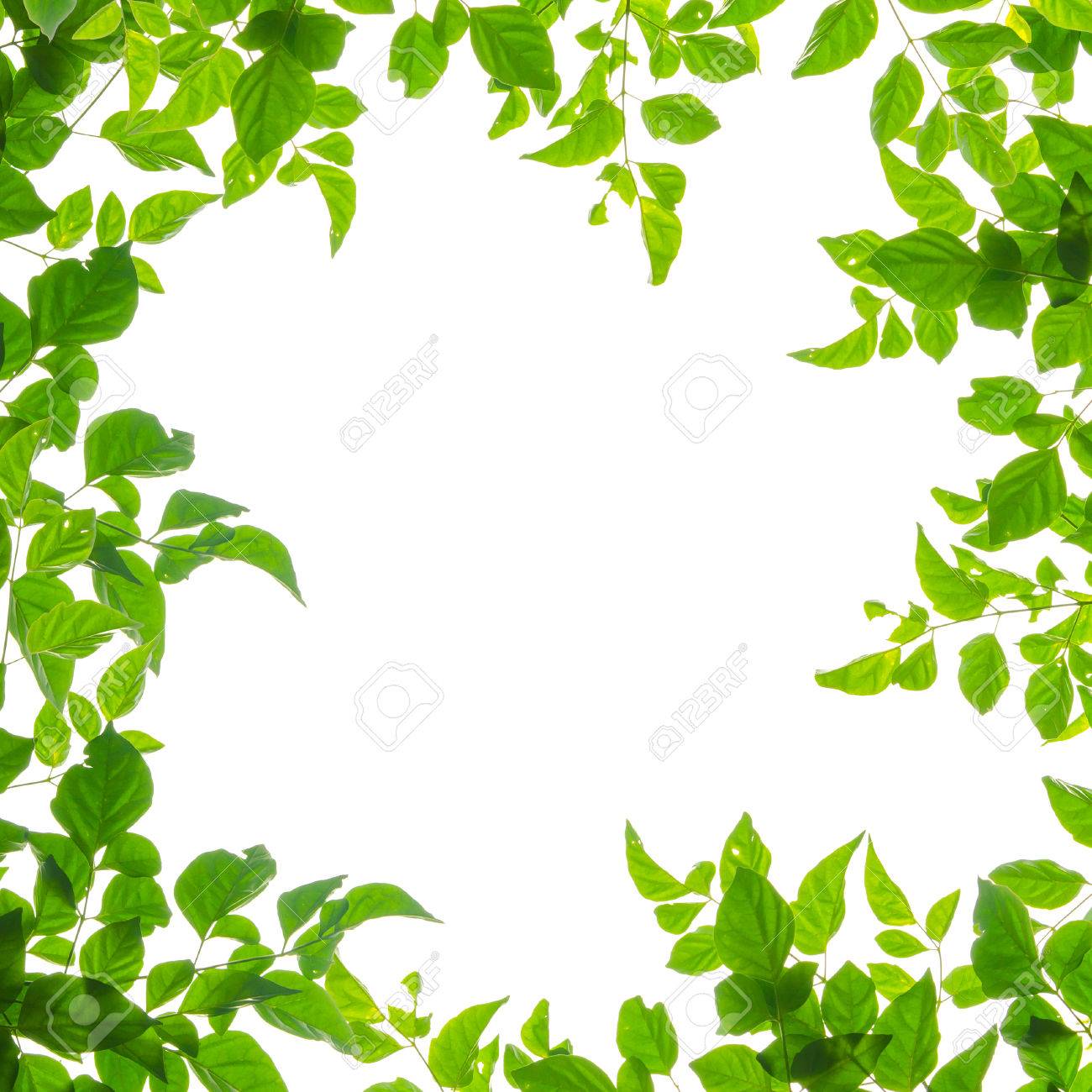 green leaf frame isolated on white background stock photo picture and royalty free image image 31966726 green leaf frame isolated on white background
